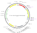 AAV-Dlx5/6-DIO-EYFP-WPRE-hGH polyA