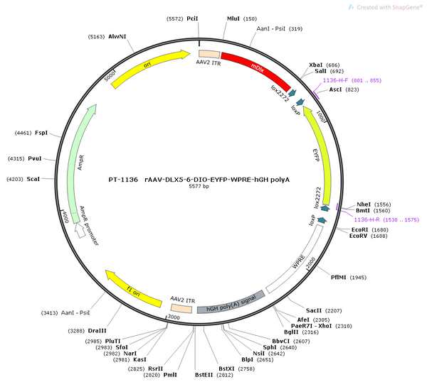 AAV-Dlx5/6-DIO-EYFP-WPRE-hGH polyA