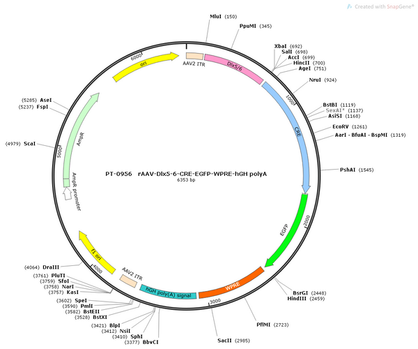 AAV-Dlx5/6-CRE-EGFP-WPRE-hGH polyA