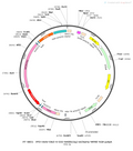 AAV-Dlx5/6-DIO-hM3D(Gq)-mCherry-WPRE-hGH polyA