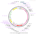 AAV-GfaABC1D-hM4D(Gi)-mCherry-SV40 polyA