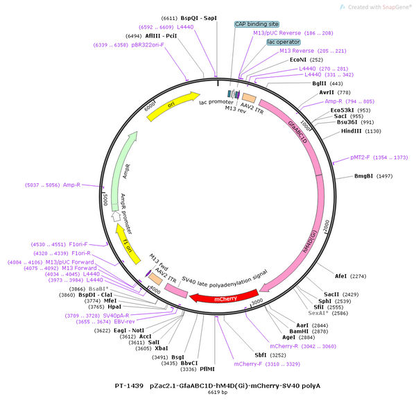 AAV-GfaABC1D-hM4D(Gi)-mCherry-SV40 polyA
