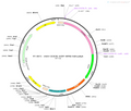 AAV-CX3CR1-EGFP-WPRE-hGH polyA