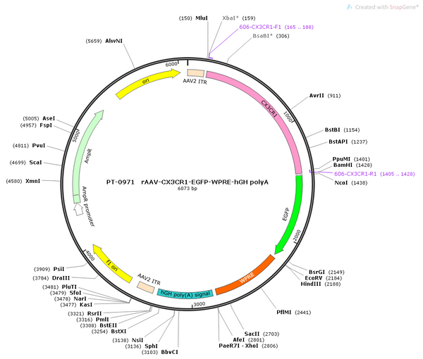 AAV-CX3CR1-EGFP-WPRE-hGH polyA