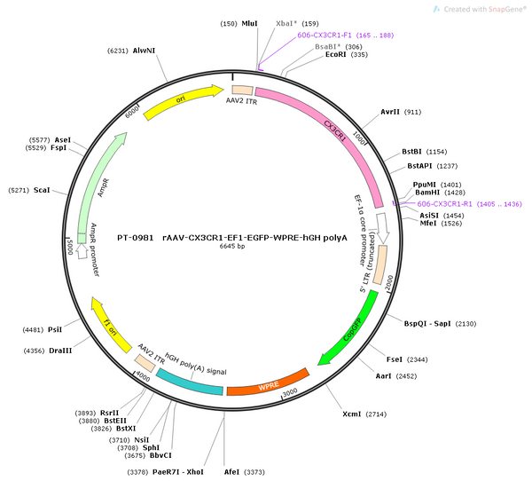 AAV-CX3CR1-nEF1a-EGFP-WPRE-hGH polyA