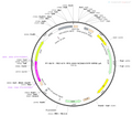 AAV-hCD68-EYFP-WPRE-PA