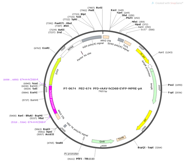 AAV-hCD68-EYFP-WPRE-PA