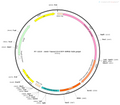 AAV-Tmem119-EYFP-WPRE-hGH polyA