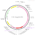 AAV-Oxytocin-mCherry-WPRE-pA