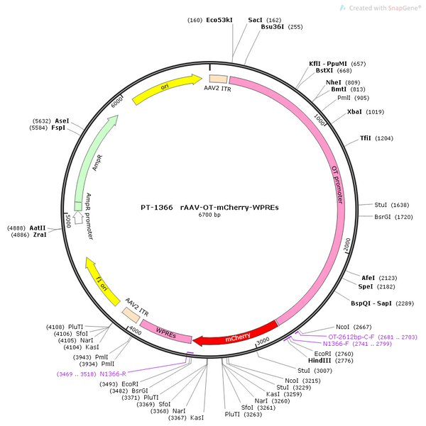 AAV-Oxytocin-mCherry-WPRE-pA