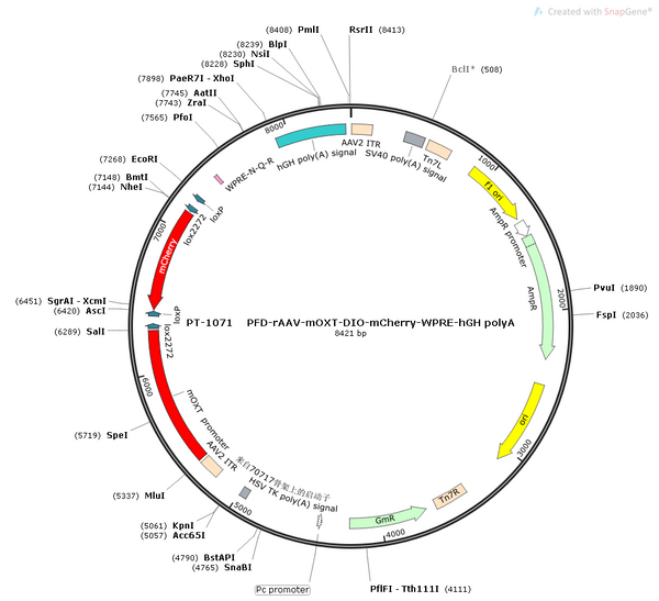 AAV-mOXTR-DIO-mCherry-WPRE-hGH polyA