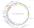 AAV-D1(SP)-CRE-WPRE-bGH polyA