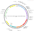 AAV-D1-hChR2(H134R)-mCherry-WPRE-hGH polyA