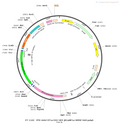 AAV-EF1α-DIO-NES-jRCaMP1a-WPRE-hGH polyA