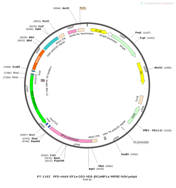 AAV-EF1α-DIO-NES-jRCaMP1a-WPRE-hGH polyA