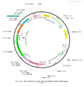 AAV-EF1α-DIO-NES-jRCaMP1b-WPRE-hGH polyA