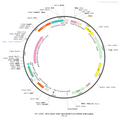 AAV-CMV-NES-jRGECO1a-WPRE-hGH polyA