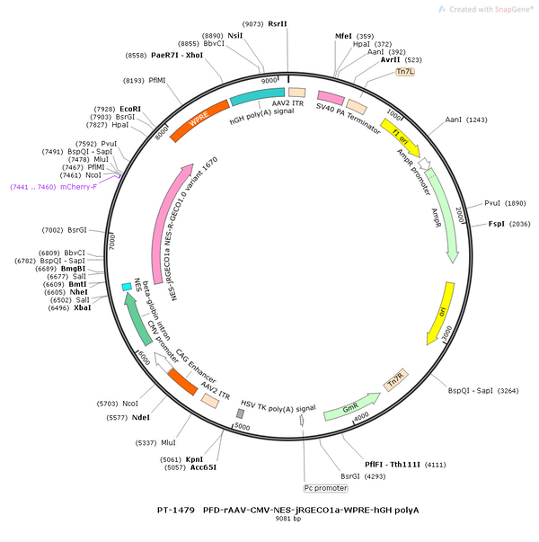 AAV-CMV-NES-jRGECO1a-WPRE-hGH polyA