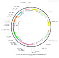 AAV-EF1α-DIO-NES-jRGECO1a-WPRE-hGH polyA
