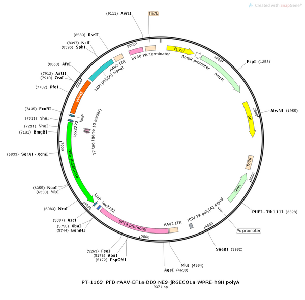 AAV-EF1α-DIO-NES-jRGECO1a-WPRE-hGH polyA