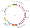 AAV-CAG-Flex-TVA(66T)-mCherry-WPRE-hGH polyA