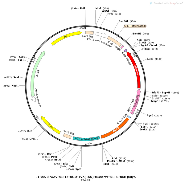 AAV-nEf1α-FDIO-TVA(T66)-mCherry-WPRE-hGH polyA