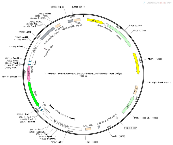 AAV-EF1α-DIO-TVA-EGFP-WPRE-hGH polyA