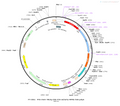 AAV-TRE3g-mCherry-P2A-CRE-WPRE-hGH polyA