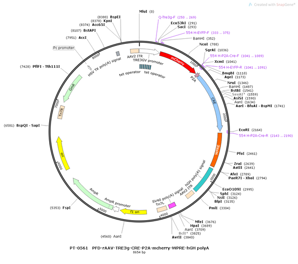 AAV-TRE3g-mCherry-P2A-CRE-WPRE-hGH polyA