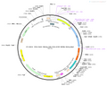 AAV-TRE3g-EYFP-P2A-CRE-WPRE-hGH polyA
