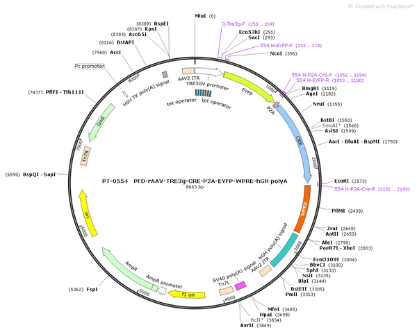 AAV-TRE3g-EYFP-P2A-CRE-WPRE-hGH polyA
