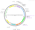 AAV-hSyn-CRE-P2A-EGFP-WPRE-hGH polyA