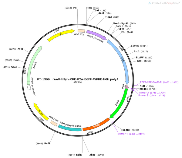 AAV-hSyn-CRE-P2A-EGFP-WPRE-hGH polyA