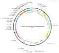 AAV-CB1-CRE-WPRE-hGH polyA