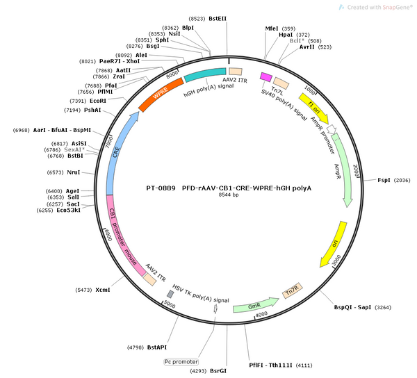 AAV-CB1-CRE-WPRE-hGH polyA