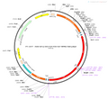 AAV-EF1α-DIO-FLP-plus-WPRE-hGH polyA