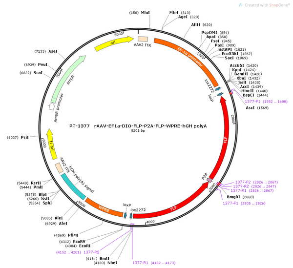 AAV-EF1α-DIO-FLP-plus-WPRE-hGH polyA