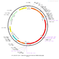 AAV-EF1α-DIO-FLP-P2A-FLP-WPRE-hGH polyA