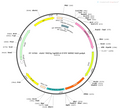AAV-TRE3G-NpHR3.0-EYFP-WPRE-hGHpA