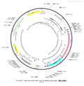 AAV-Ef1α-DIO-BFP-2A-TK-WPRE-hGH polyA