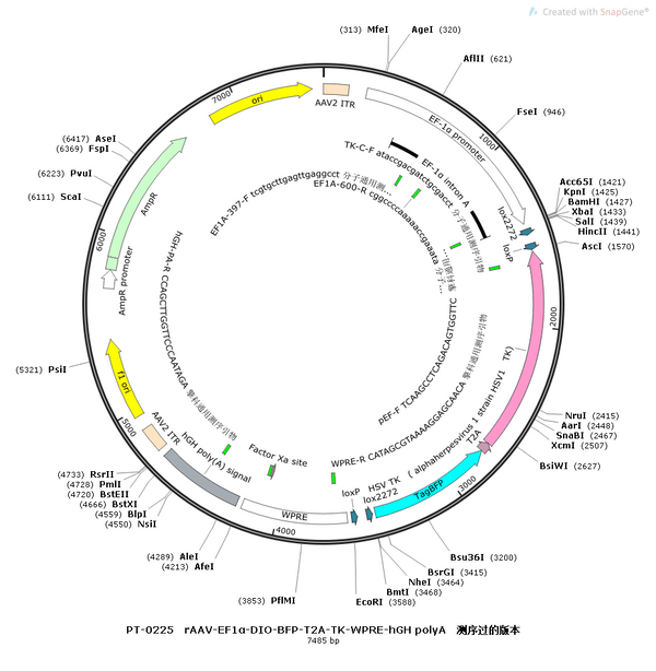 AAV-Ef1α-DIO-BFP-2A-TK-WPRE-hGH polyA