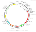 AAV-EF1α-FLEX-H2B-GFP-P2A-N2c(G)-WPRE-hGH polyA