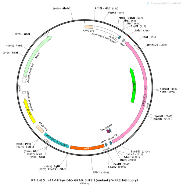 AAV-hSyn-DIO-5HT2.1(mutant)