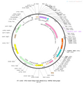 AAV-hSyn-NES-jRGECO1a-WPRE-hGH polyA