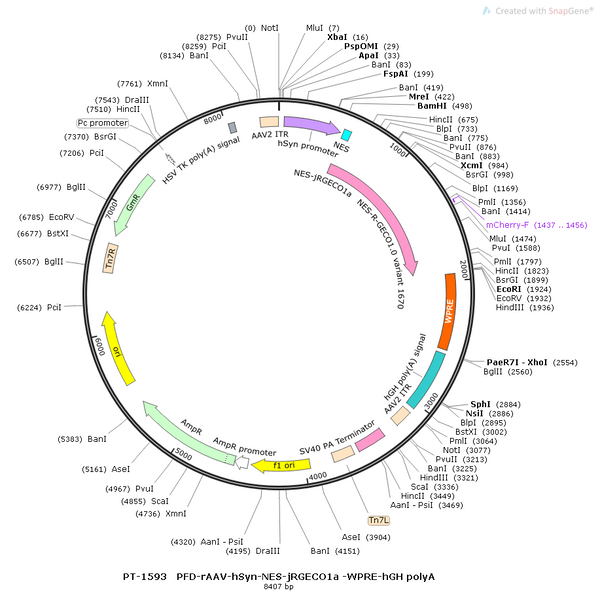 AAV-hSyn-NES-jRGECO1a-WPRE-hGH polyA