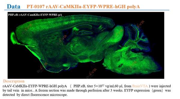 AAV-CaMKIIa-EYFP-WPRE-hGH polyA