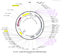 AAV-EFS-DIO-CRF3.0-WPRE-hGH polyA