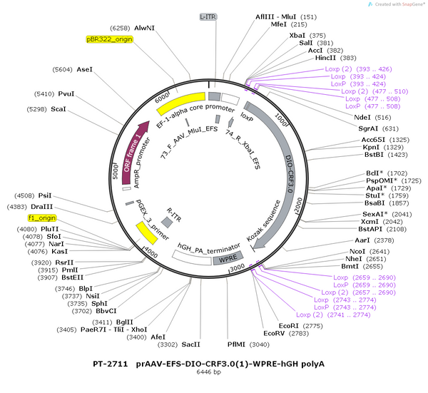 AAV-EFS-DIO-CRF3.0-WPRE-hGH polyA