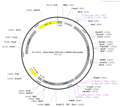 AAV-hSyn-CRF3.0-WPRE-hGH polyA