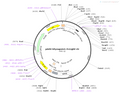 AAV-hsyn-OxLight(mut)
